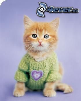 kleine rothaarige junge Katze, Pullover