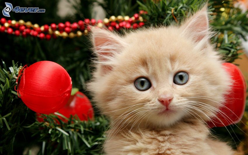 kleine rothaarige junge Katze, Weihnachtsbaum