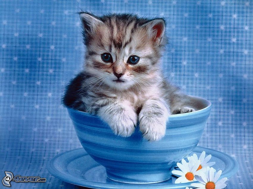 kleines graues Kätzchen, Tasse, Teller, Blumen