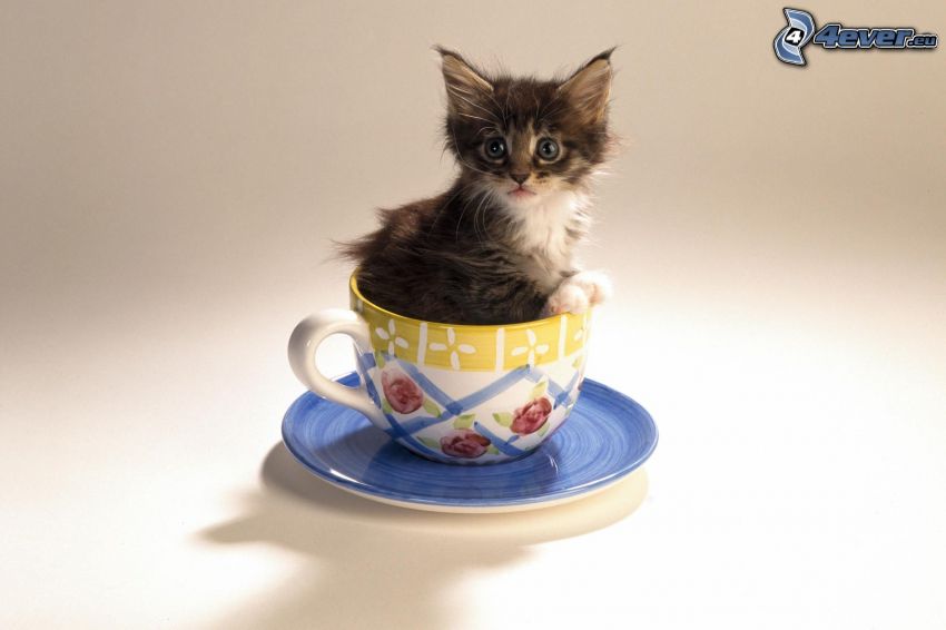 kleines Kätzchen, Tasse