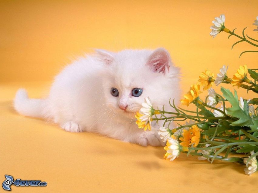 kleines weißes Kätzchen, Blumensträuße