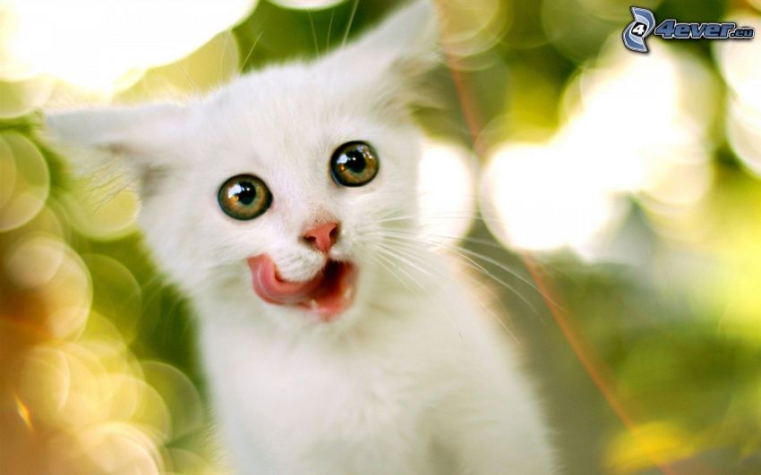 kleines weißes Kätzchen, hängende Zunge