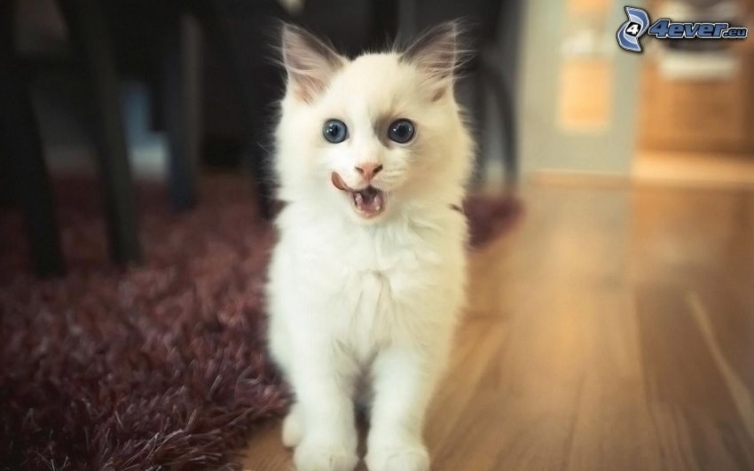 kleines weißes Kätzchen, hängende Zunge