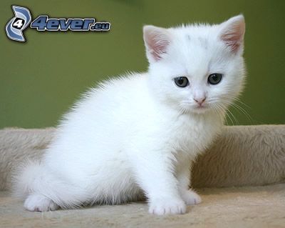 kleines weißes Kätzchen