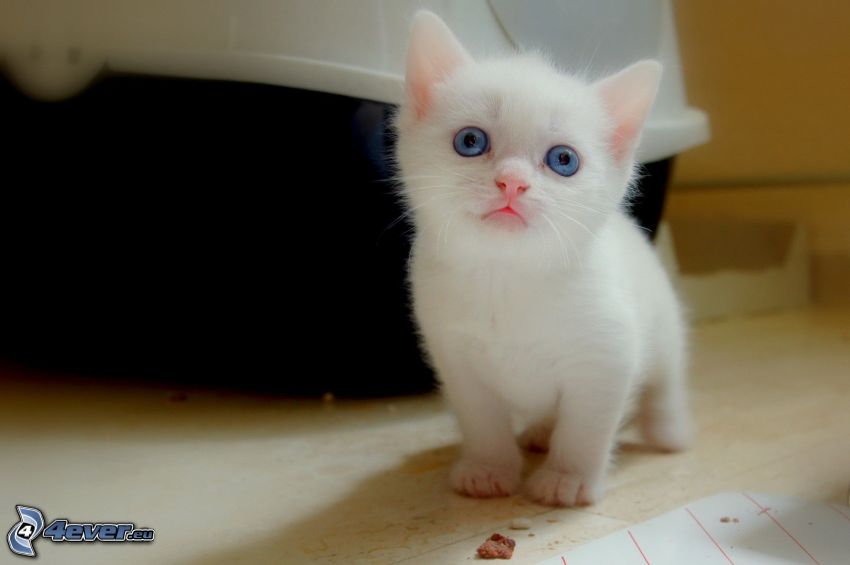 kleines weißes Kätzchen