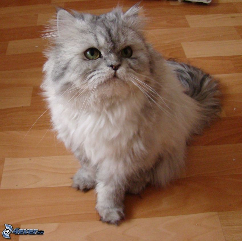 Perserkatze, graue Katze