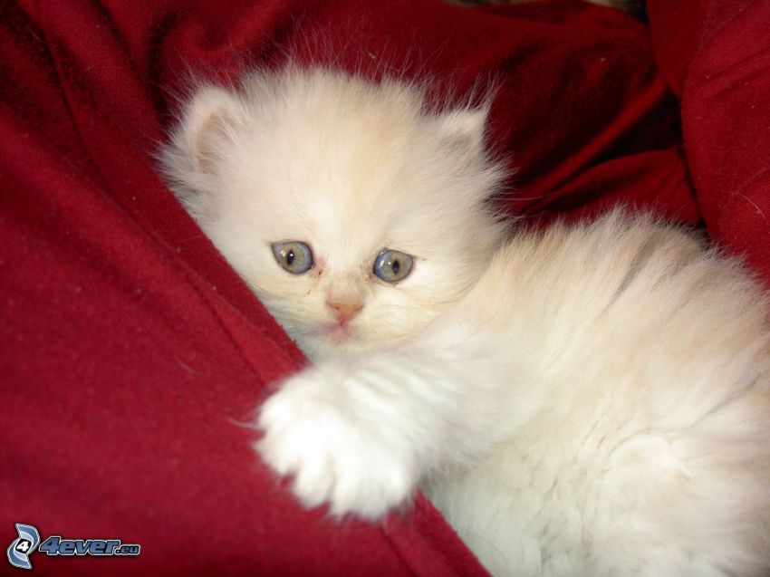 Perserkatze, kleines weißes Kätzchen