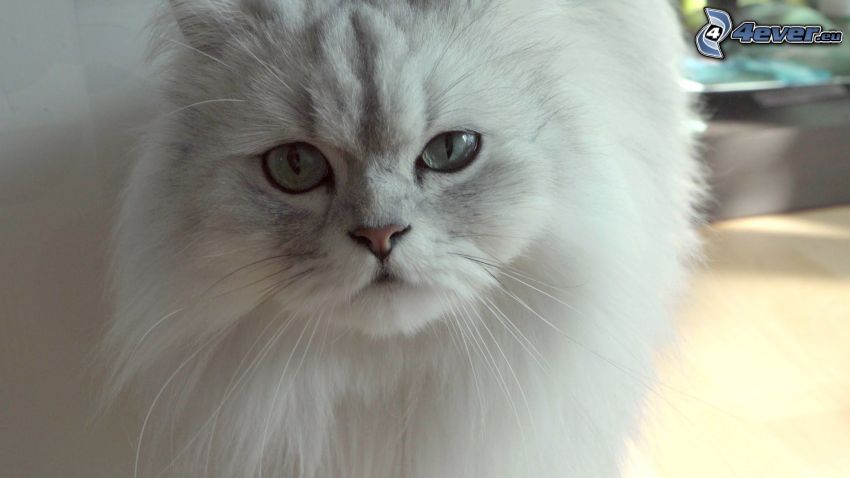 Perserkatze, weiße Katze
