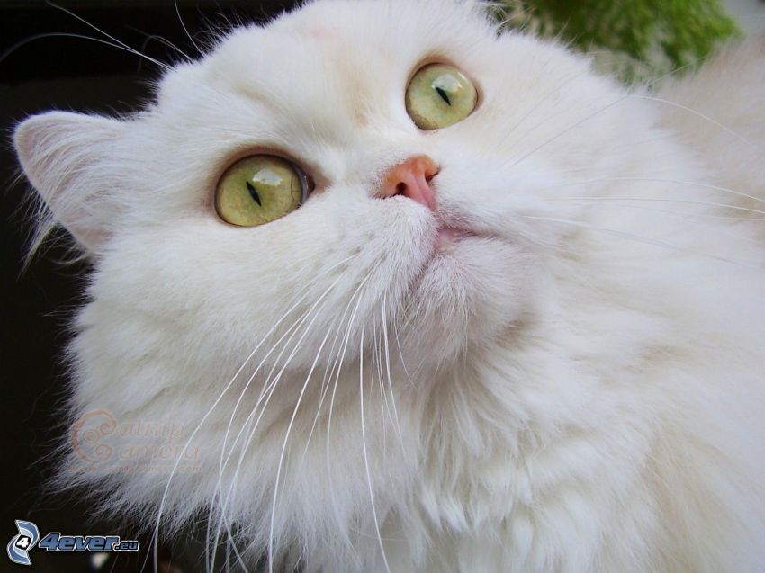 Perserkatze, weiße Katze
