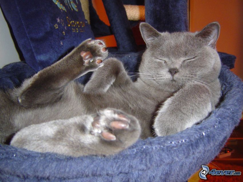 schlafende Katze, britisch Kurzhaar