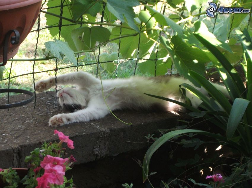 schlafende Katze, Drahtzaun, rosa Blumen, grüne Blätter