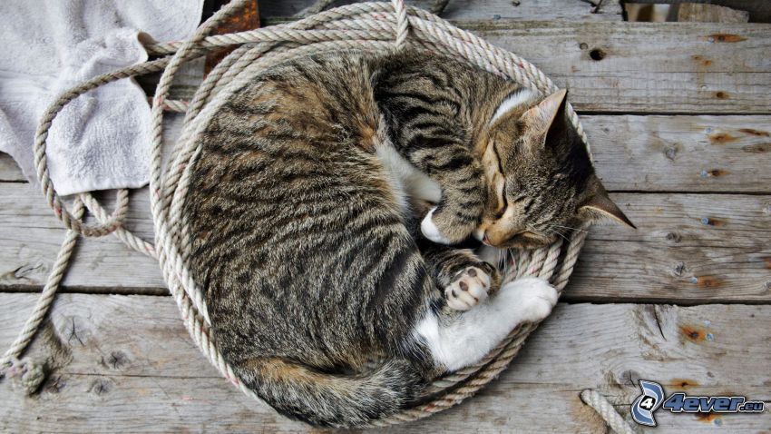 schlafende Katze, Seil