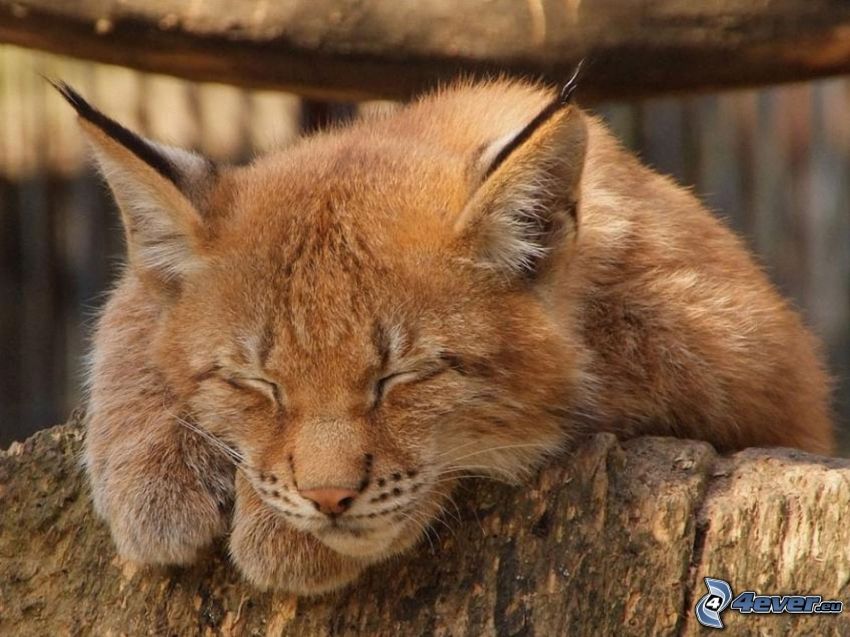 schlafende Katze