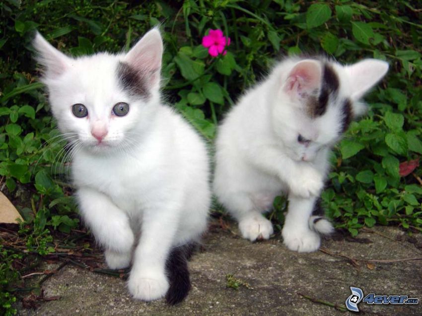 schwarzen und weißen Kätzchen
