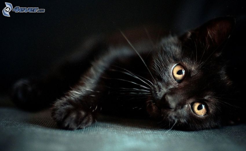 schwarzes Kätzchen