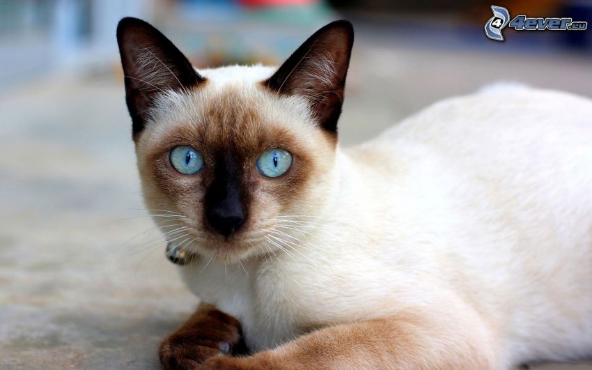 Siamkatze, blaue Augen
