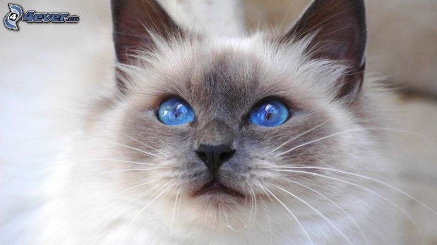 Siamkatze, blaue Augen