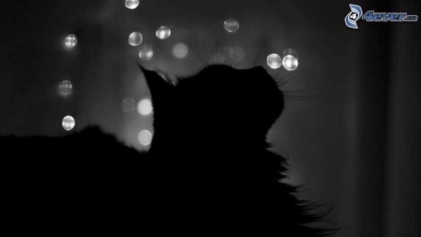 Silhouette der Katze