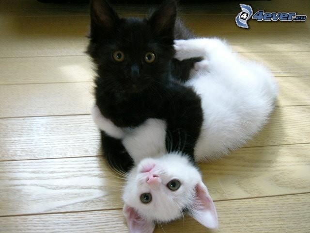 spielende Kätzchen, kleines weißes Kätzchen, schwarzes Kätzchen