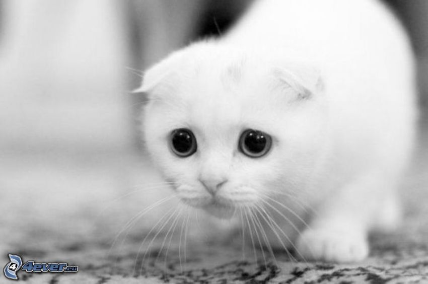 traurig Kätzchen
