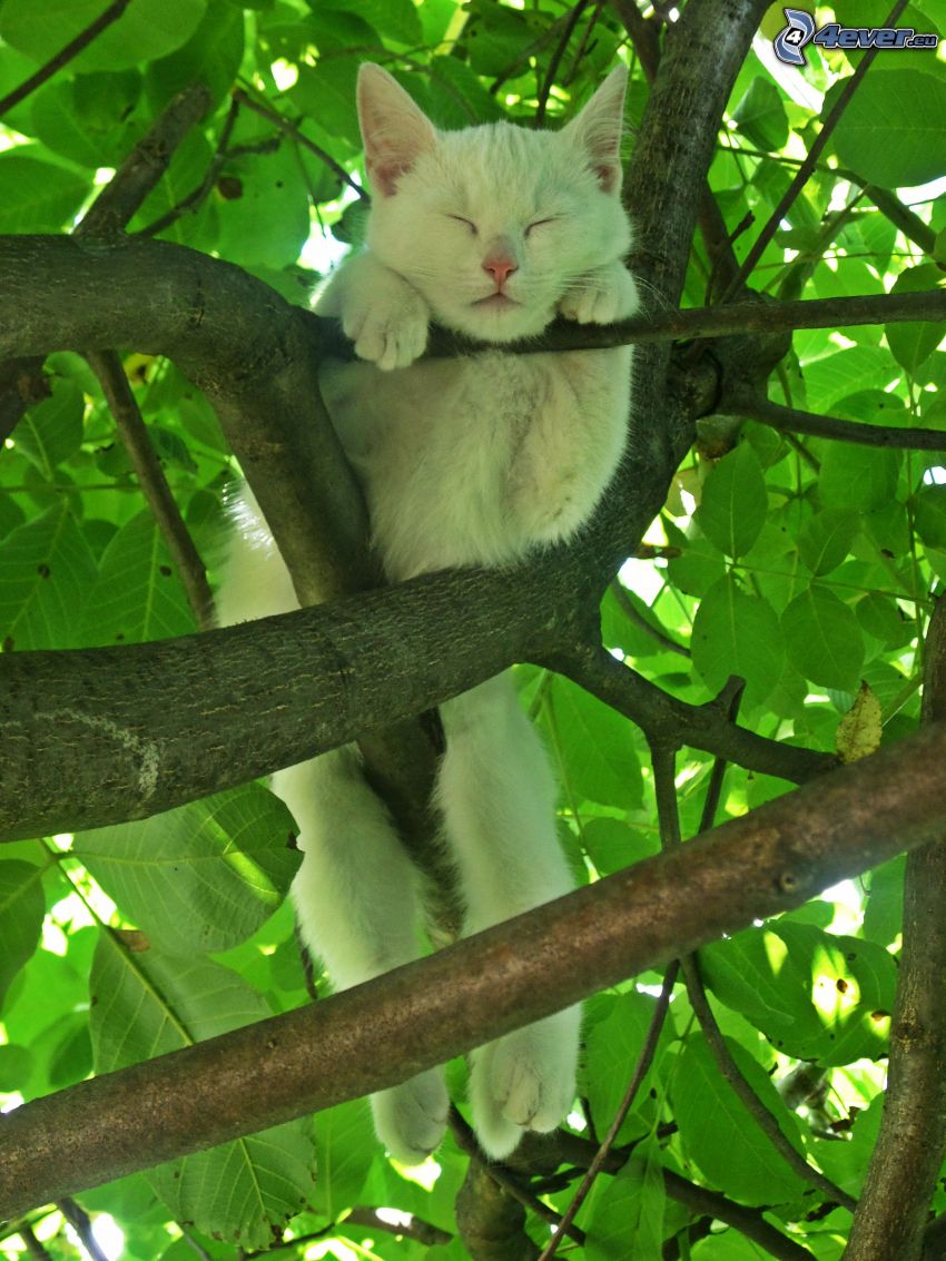 weiße Katze, Baum, Rast