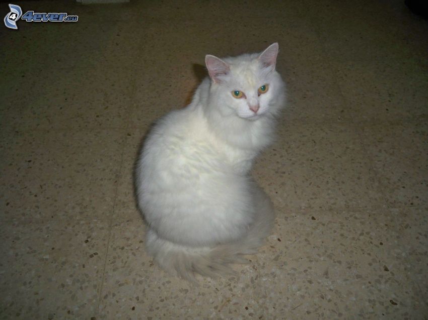 weiße Katze