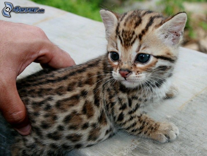 kleines Kätzchen, Bengal-Katze