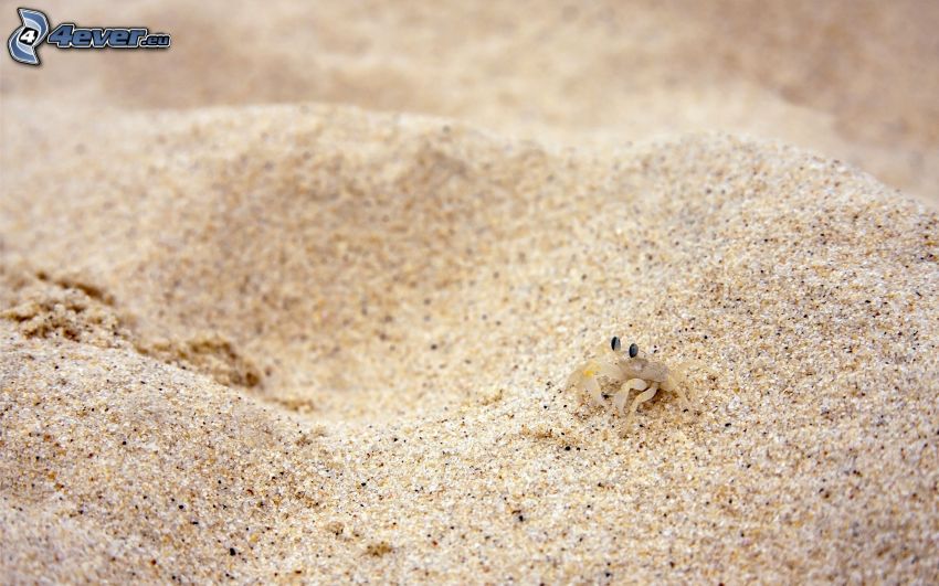 Krabbe, Sand