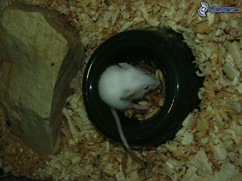 Maus, Ratte