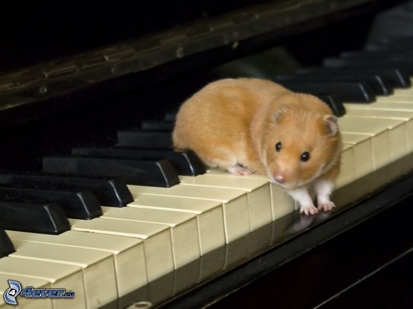 Meerschweinchen, Klavier