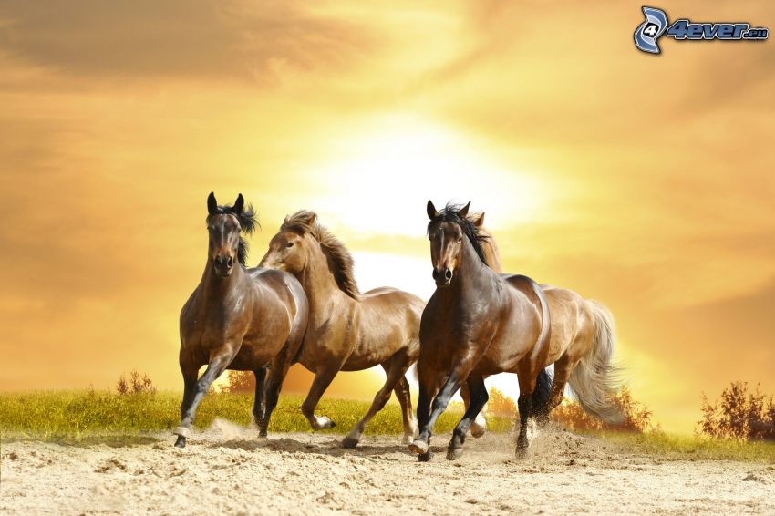 braune Pferde