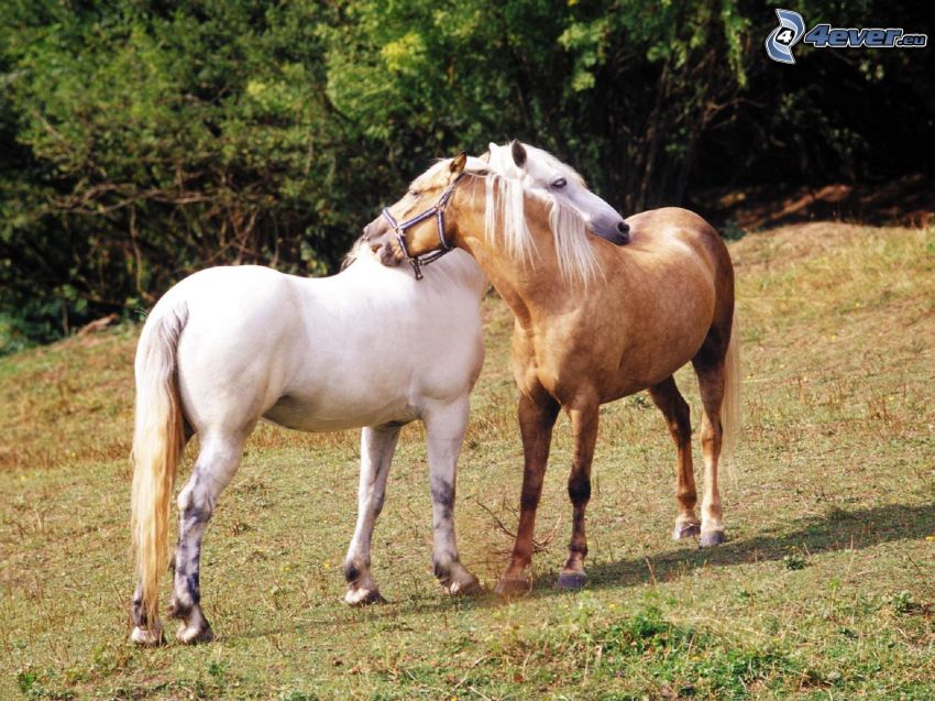 Pferde, weißes Pferd, braunes Pferd, Paar, Liebe