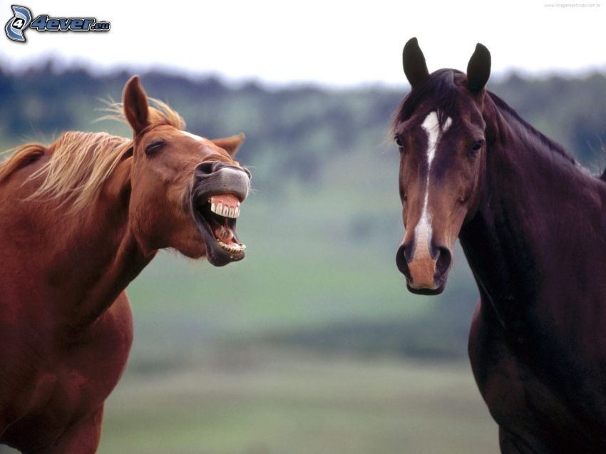 Pferde, Zähne
