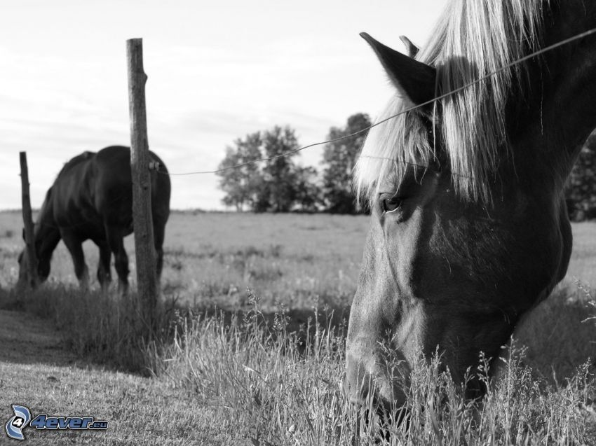 Pferde im Auslauf, Weide, Gras