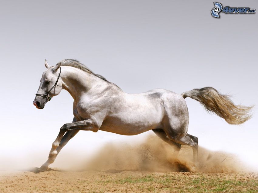 Rennendes Pferd, weißes Pferd, Sand
