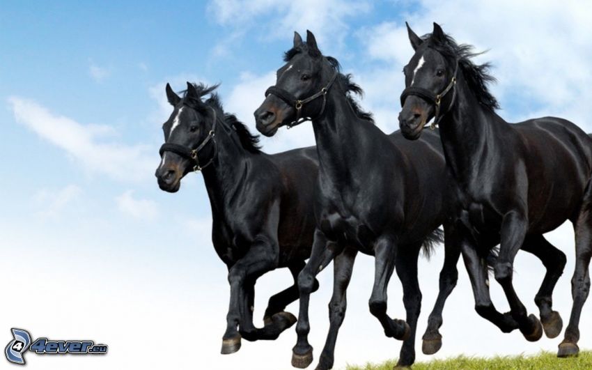 schwarze Pferde