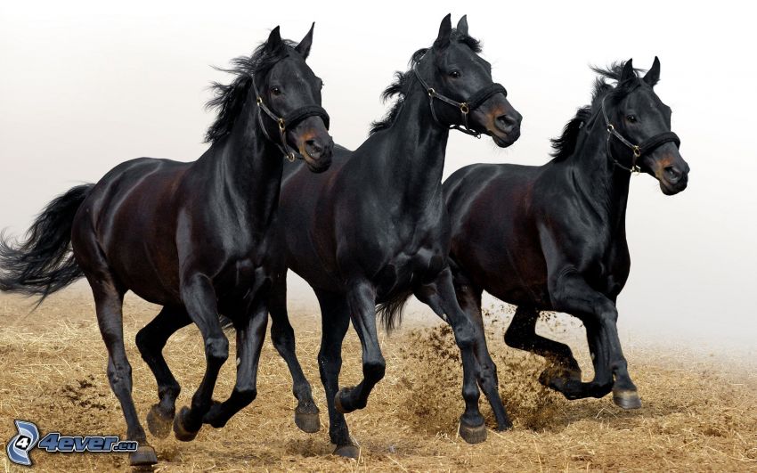 schwarze Pferde