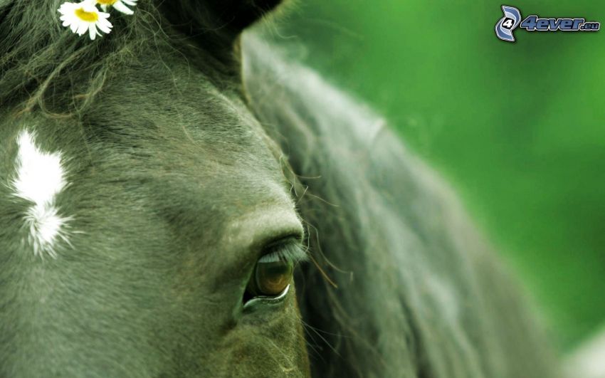 schwarzes Pferd, Auge des Pferdes, Gänseblümchen