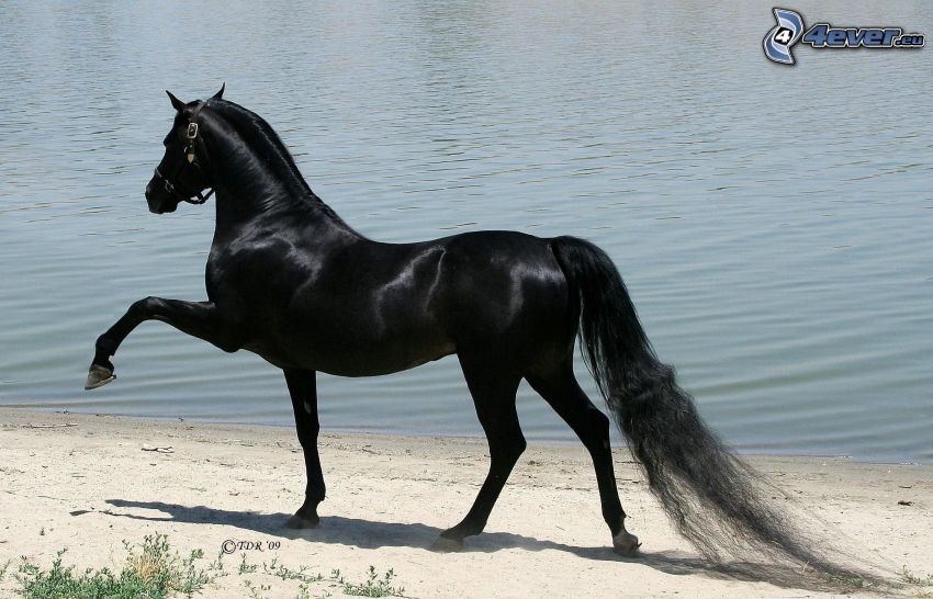 schwarzes Pferd, See