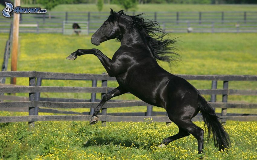 schwarzes Pferd, Sprung, Zaun