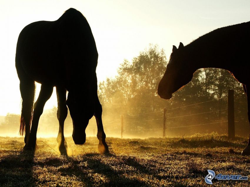 Silhouetten der Pferde
