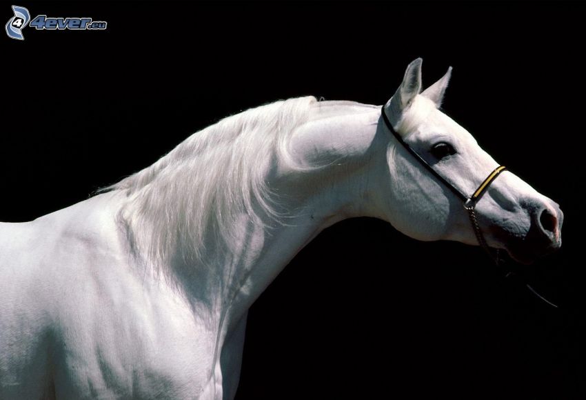 weißes Pferd