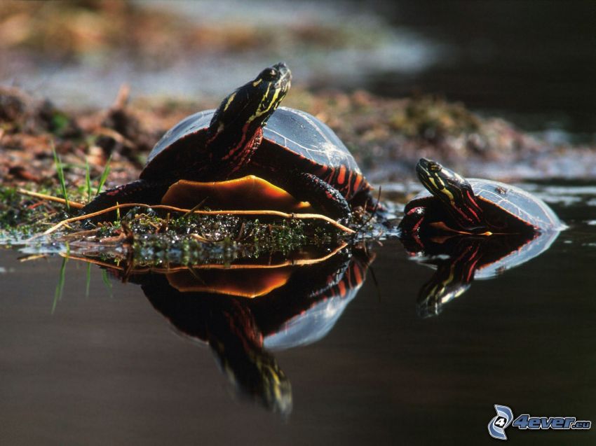 Schildkröten, Wasseroberfläche