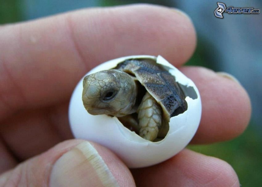 Schlüpfen der Schildkröten