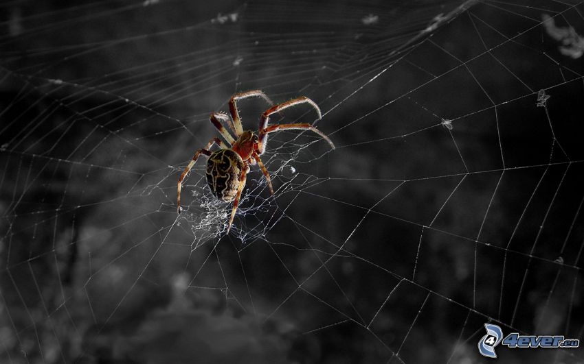 Spinne auf dem Spinnennetz