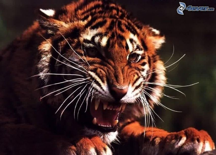 Tiger, Wut
