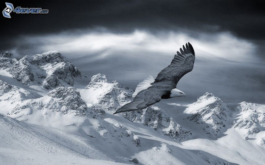 Adler, Flug, schneebedeckte Berge