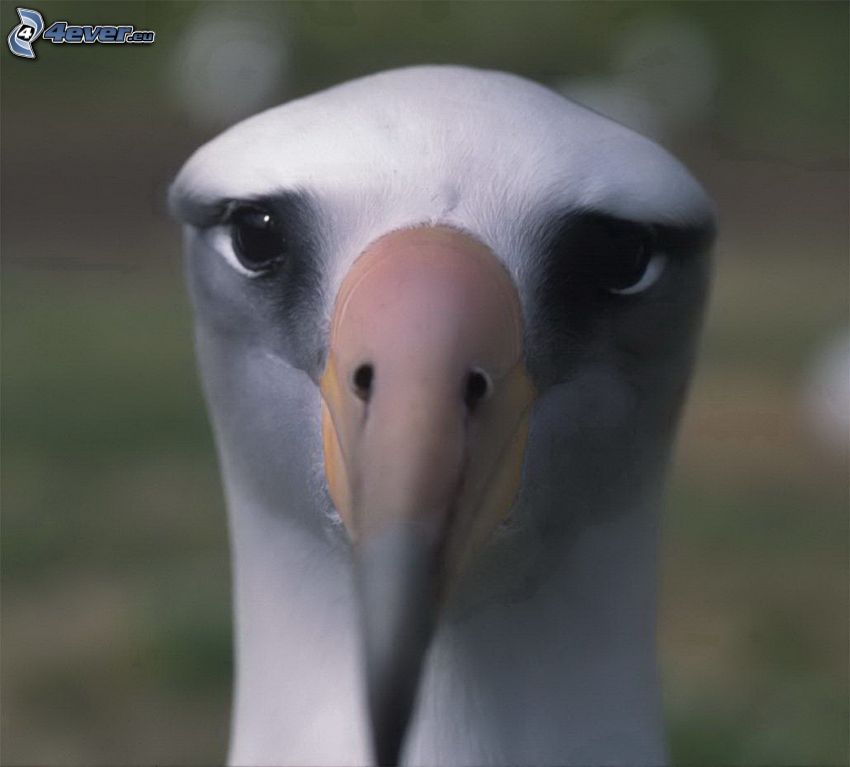 Albatros, Blick