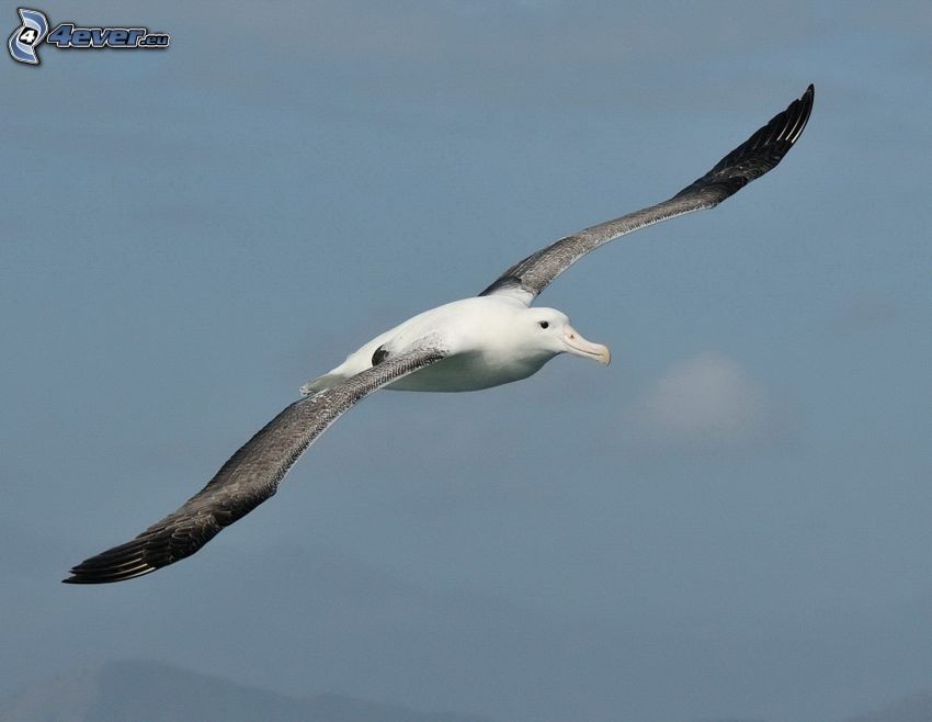 Albatros, Flug