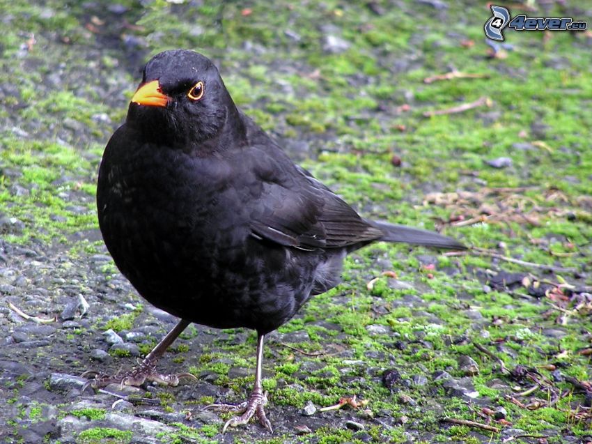 Amsel, Moos